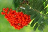 Стань участником создания Фитоэнциклопедии Архангельской области!!!